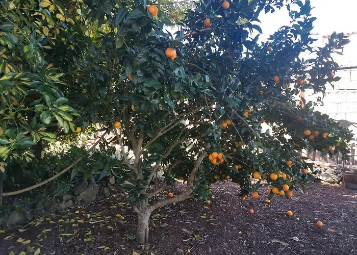 La Rosa Vieja *