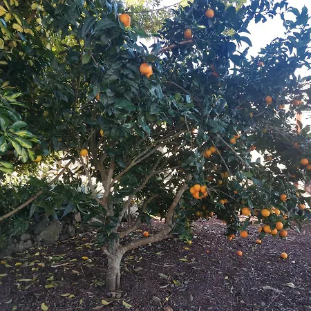 La Rosa Vieja *